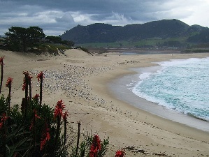 Monterey Bay Shores 